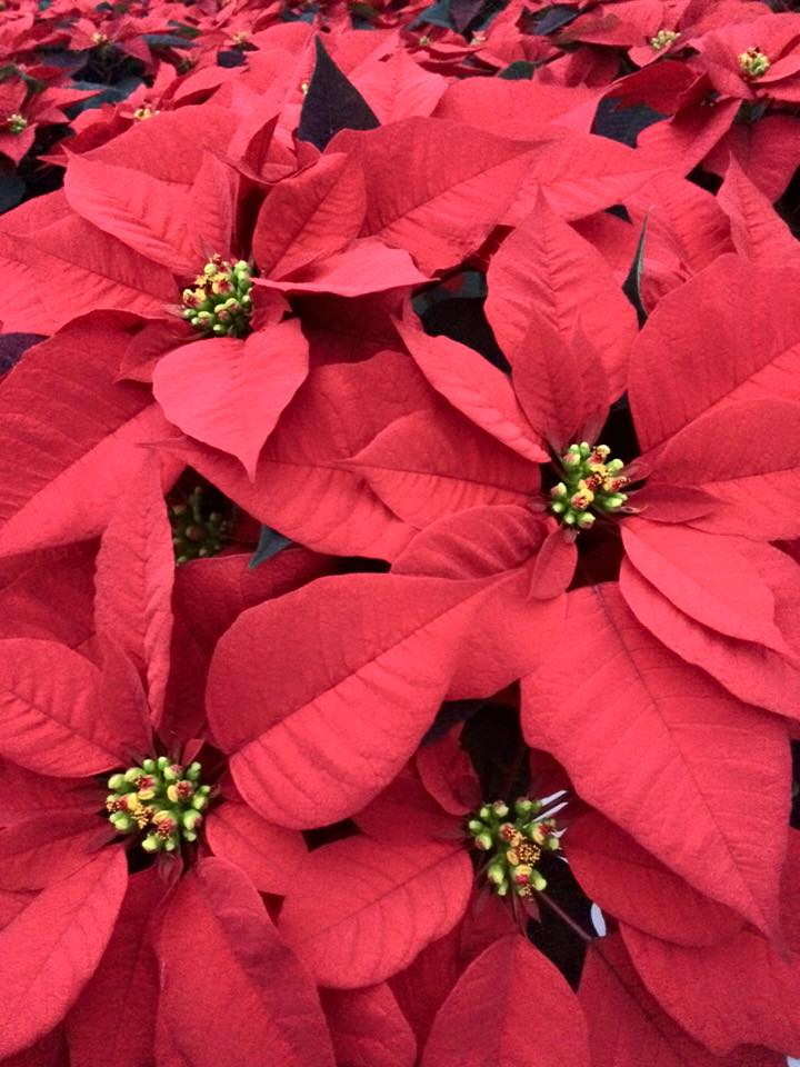 Poinsetta